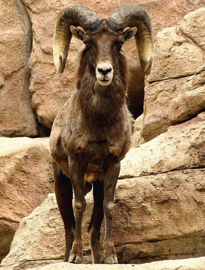 Colorado Big Horn Sheep on Mountain Photograph by Amy McDaniel