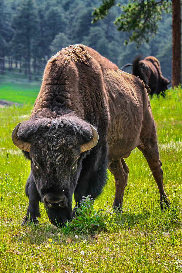 Bison Photograph - Colorado Bison by Juli Ellen