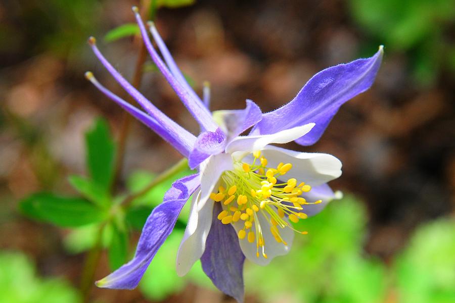 Colorado Blue Columbine flower Photograph by Marilyn Burton