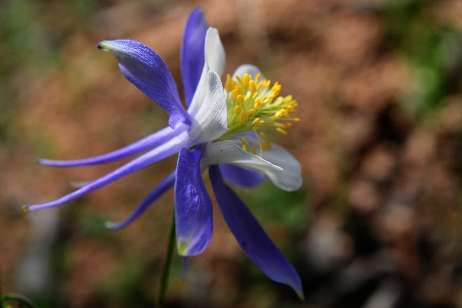Colorado Blue Columbine - state flower Photograph by Marilyn Burton