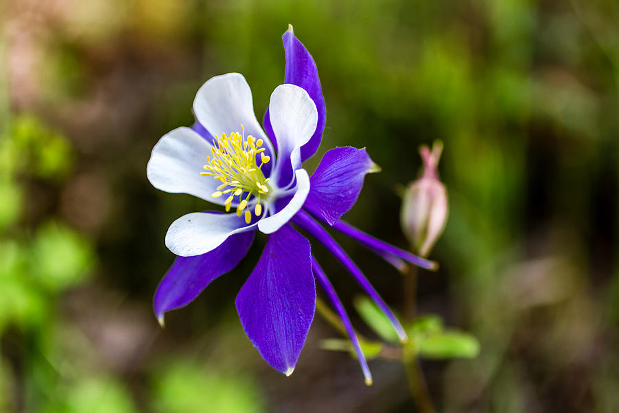 Flower Photograph - Colorado Blue Columbine by Teri Virbickis