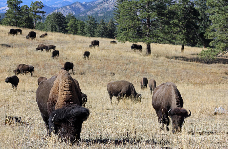 Colorado Buffaloes Photograph by Bob Hislop