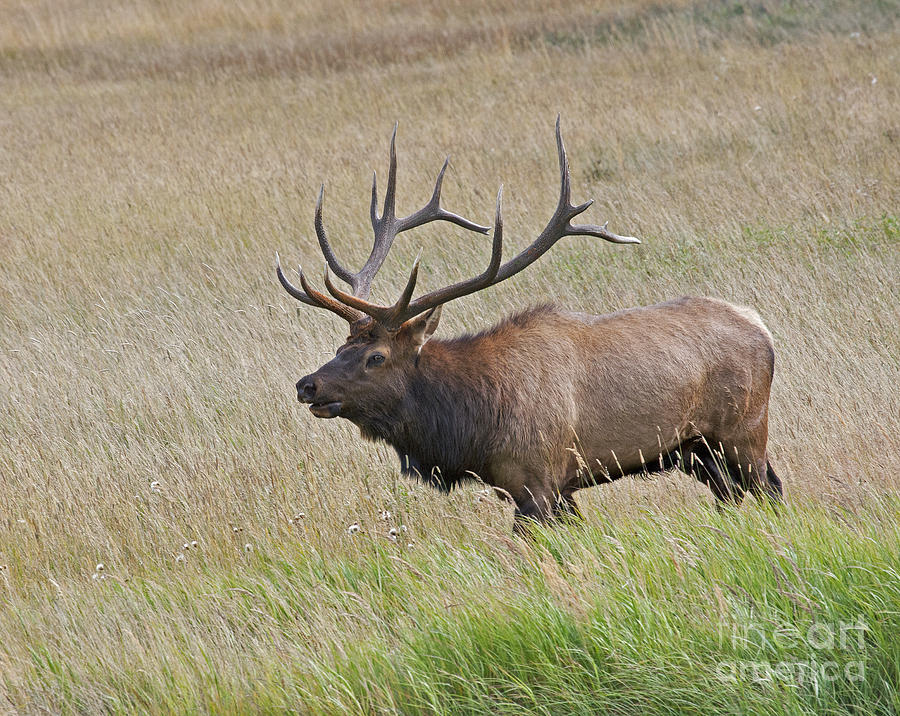 Colorado Bull Elk Photograph by Dale Erickson - Fine Art America