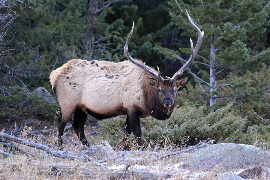 Colorado Bull Elk #1 Photograph by Shane Bechler
