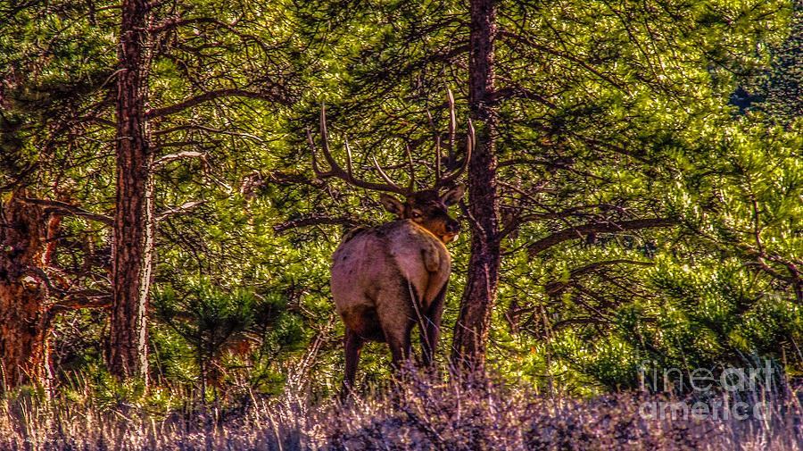 Colorado Bull Elk Photograph by Jesse Post