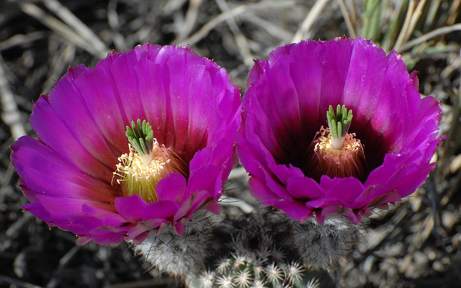 Colorado Cactus Photograph by Susan Moody