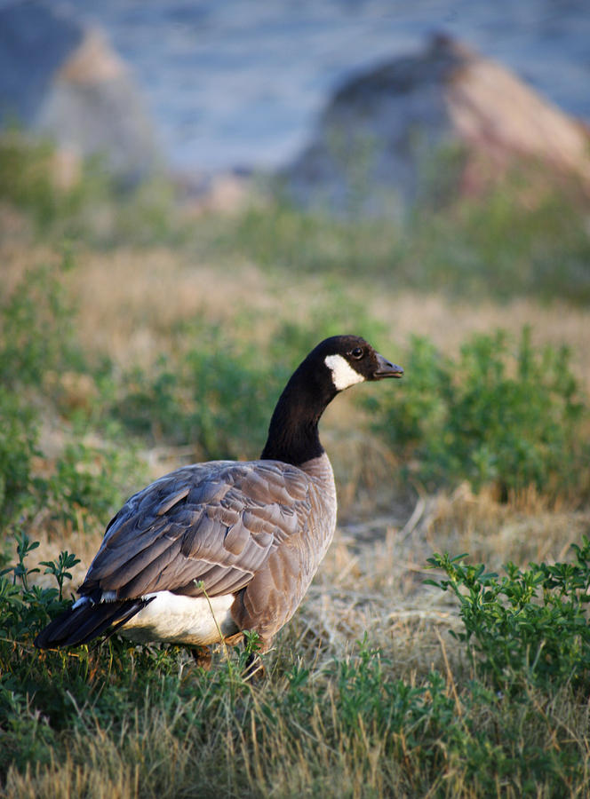 Colorado Canada Goose Photograph by Marilyn Hunt