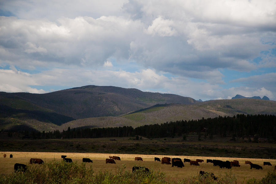 Colorado Cattle Graze Photograph by Shirley Heier
