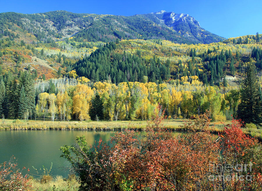 Fall Photograph - Colorado Colors by Bob Hislop