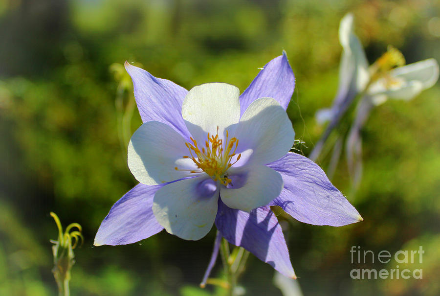 Columbine Flower Photograph - Colorado Columbine by Amy Steeples
