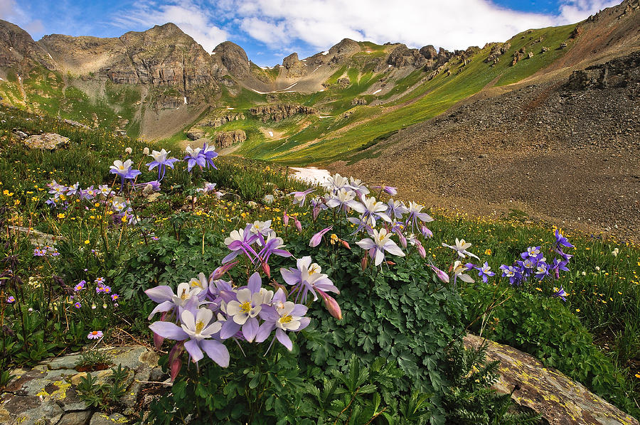 Mountain Photograph - Colorado Columbine by Mike  Walker