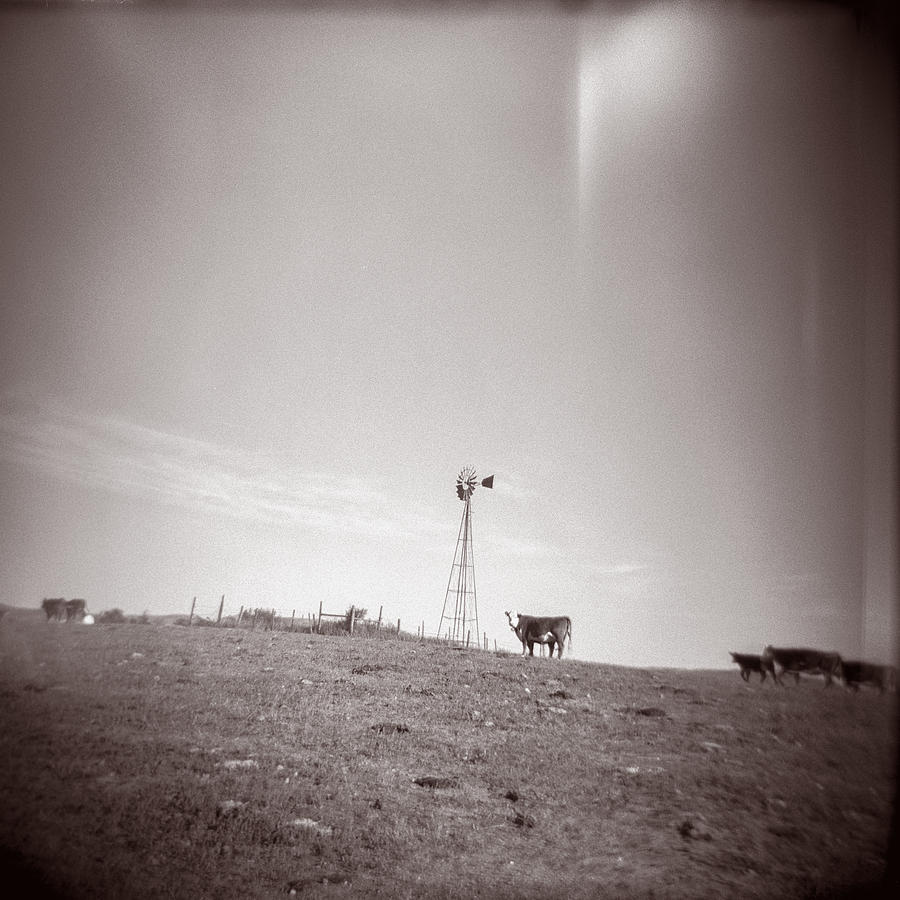 Colorado Cows Photograph by Matthew Lit