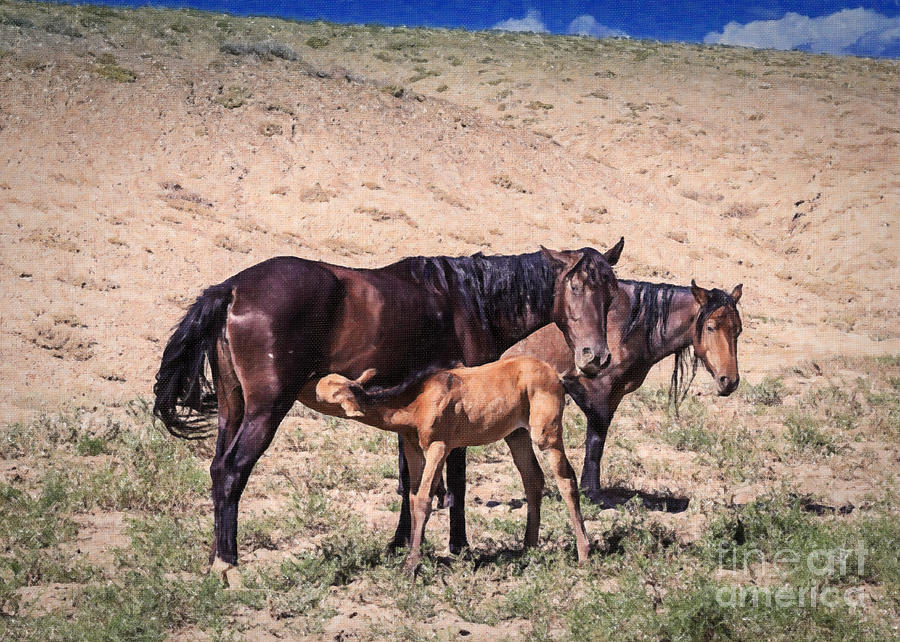 Colorado Desert Mustangs Painting by Janice Pariza