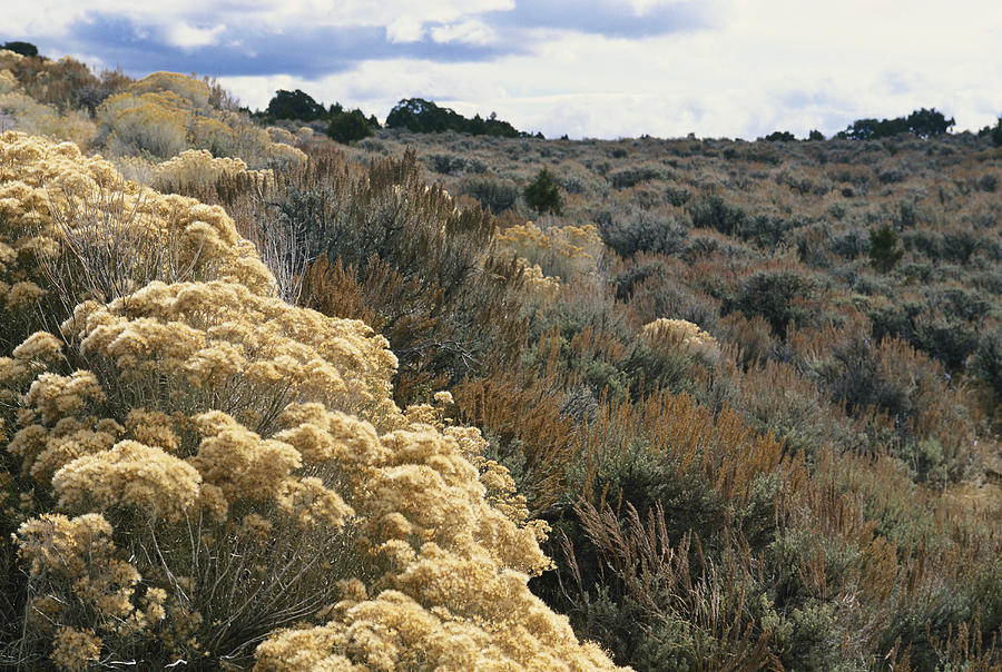 Colorado Dryland Vegetation Photograph by James Steinberg