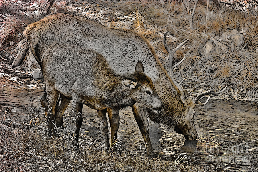 Colorado Elk in Sepia Photograph by Janice Pariza