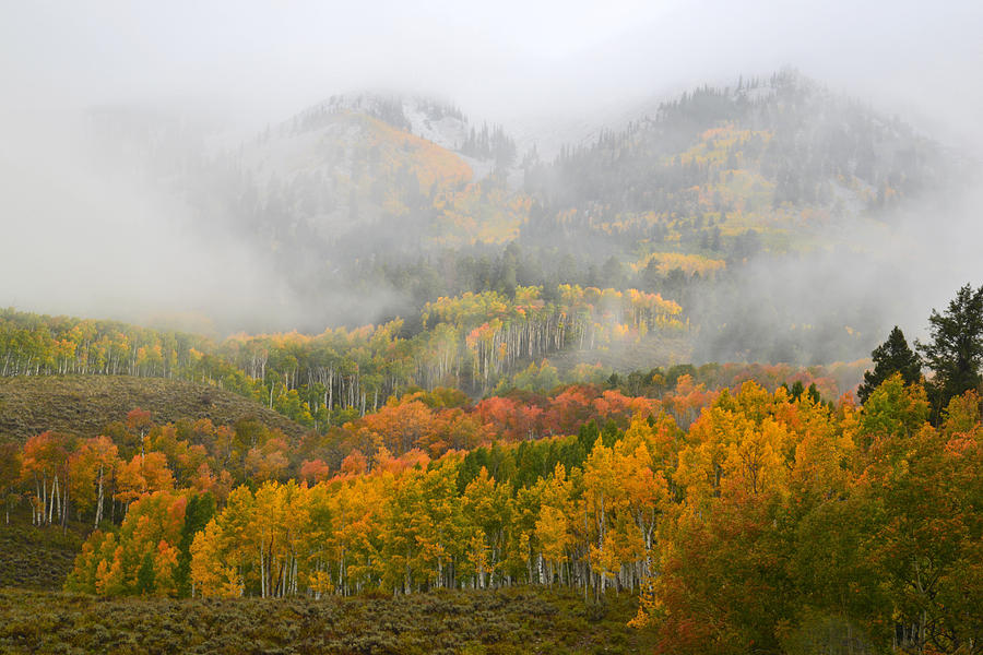 Colorado Fall Colors Photograph by Ray Mathis