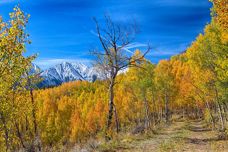 Colorado Fall Foliage Back Country View Photograph by James BO Insogna