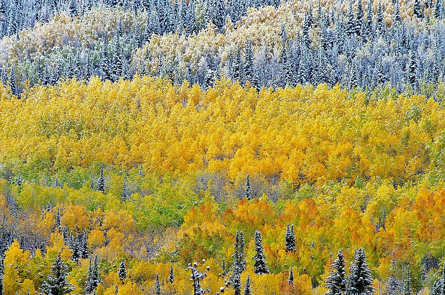 Colorado Fall Photograph by Matt Helm