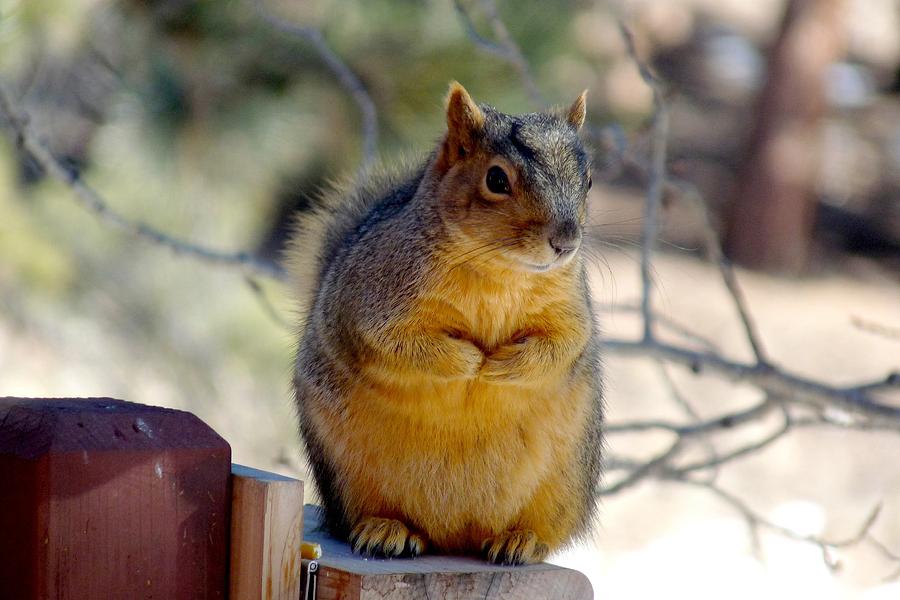 Colorado Fox Squirrel Photograph by Marilyn Burton