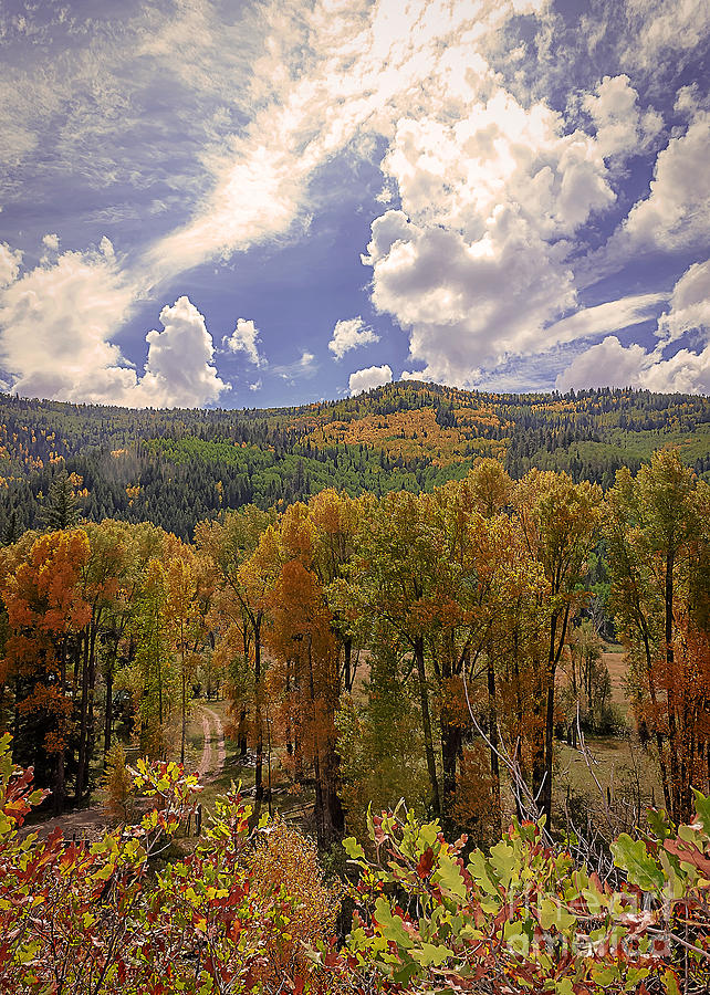 Fall Photograph - Colorado Glory by Janice Pariza