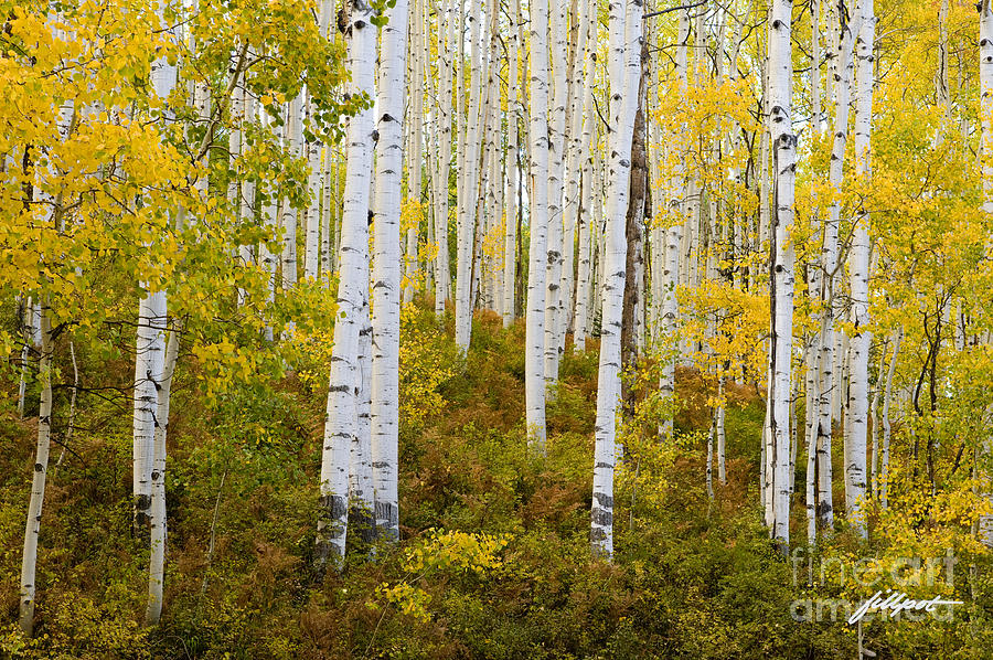 Fall Photograph - Colorado Gold by Bon and Jim Fillpot