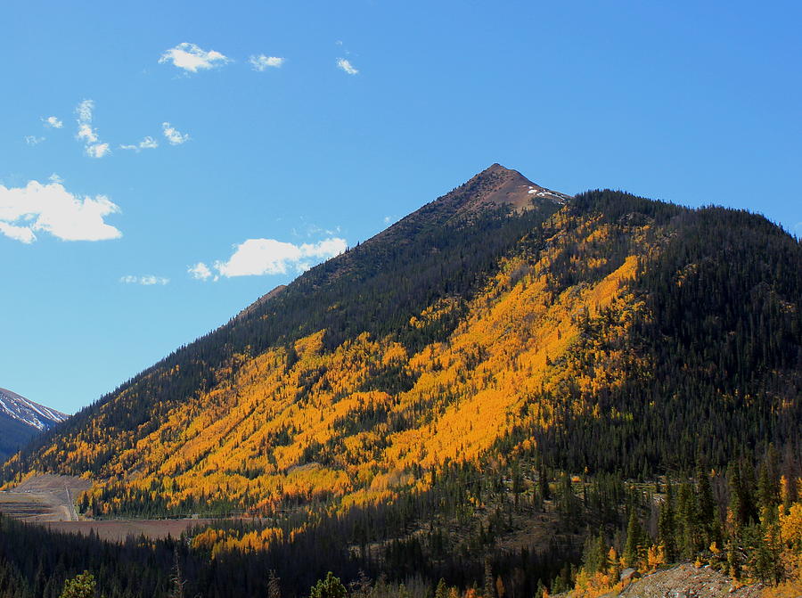Colorado Gold Photograph by Trent Mallett