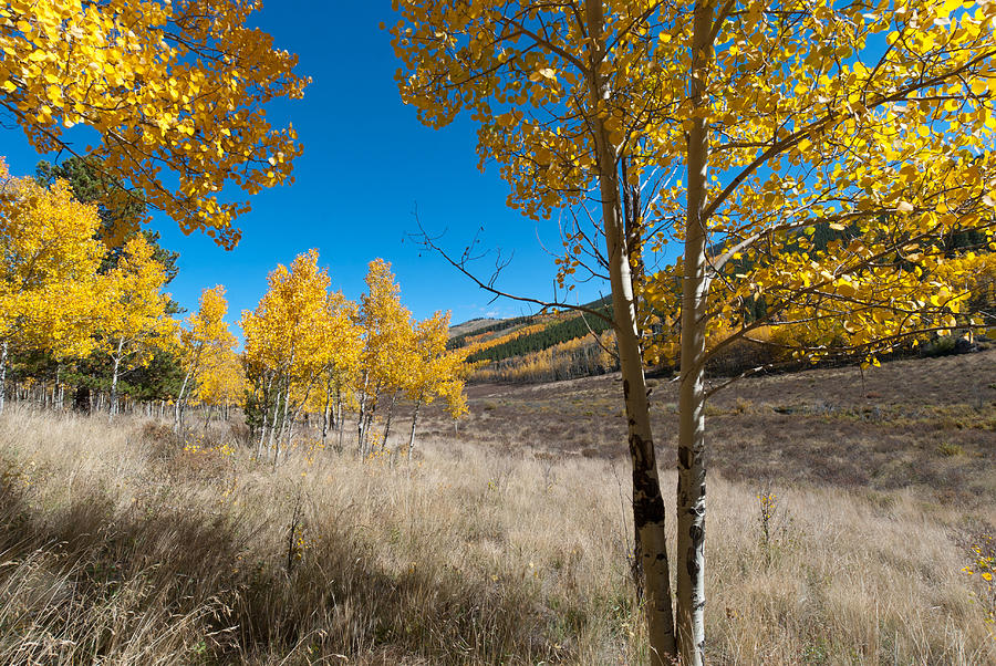 Colorado Golden Aspen and Mountain Landscape Photograph by Cascade Colors