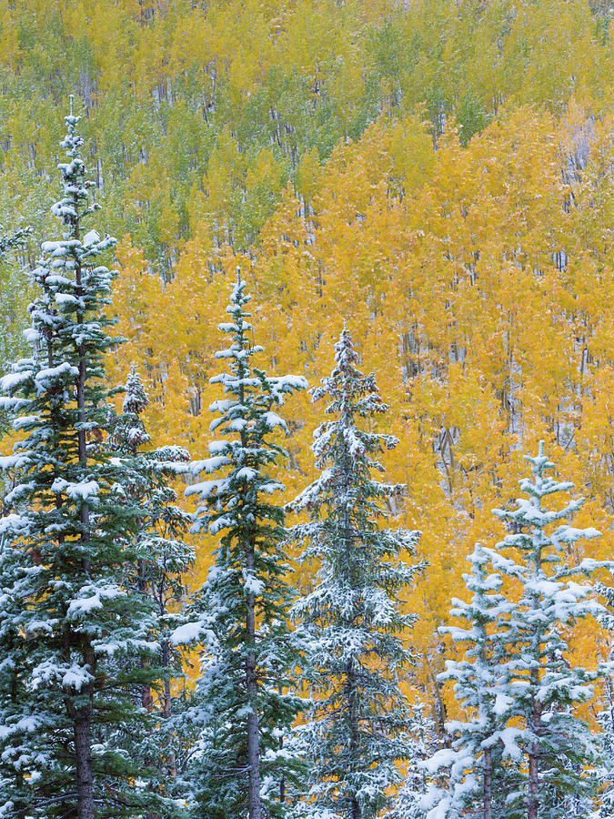 Colorado, Grand Mesa Photograph by Jaynes Gallery - Fine Art America