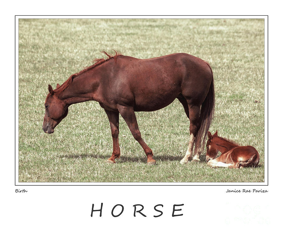 Nature Photograph - Colorado Horse by Janice Pariza