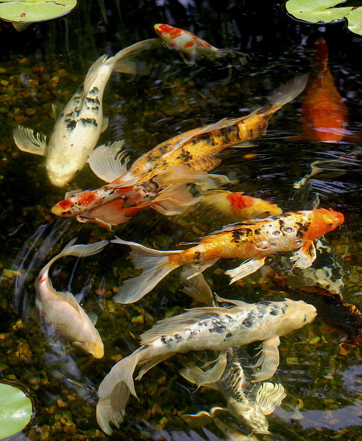 Colorado Koi Photograph by Rhonda Van Pelt