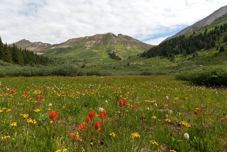 Colorado Meadow and Mountain Landscape Photograph by Cascade Colors