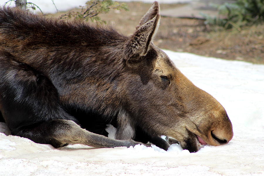 Colorado Moose Photograph by Fiona Kennard
