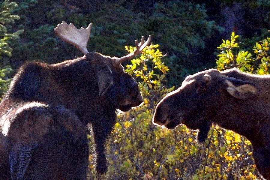 Colorado Moose Photograph by Marilyn Burton