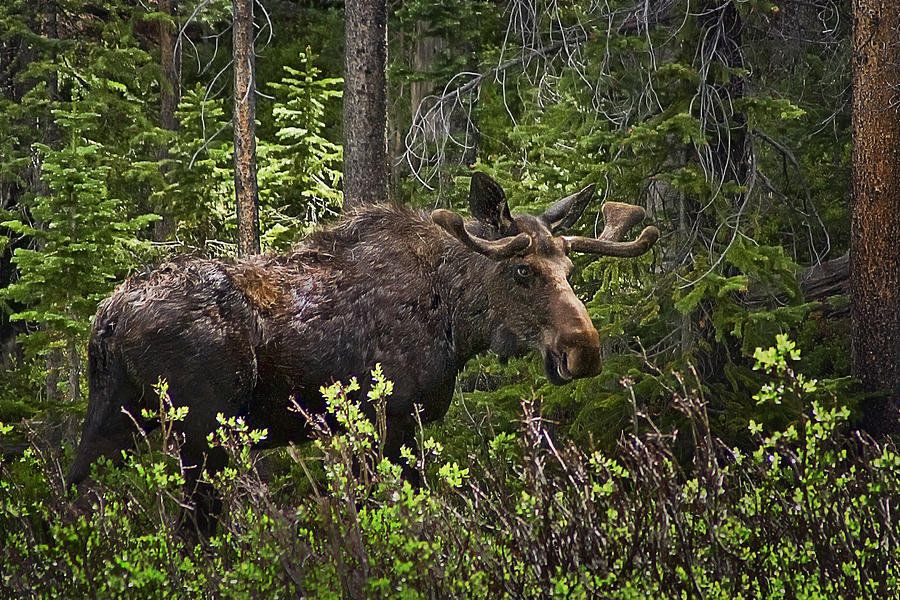 Moose Photograph - Colorado Moose by Priscilla Burgers