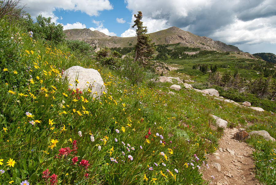 Colorado Mountain Summer Photograph by Cascade Colors