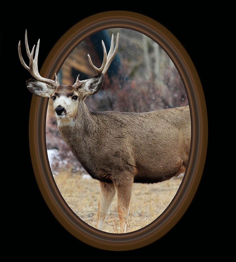 Deer Photograph - Colorado Muley by Shane Bechler