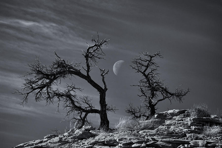 Tree Photograph - Colorado National Monument Moonrise by Darren White