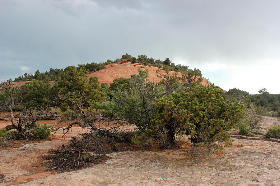 Colorado National Monument 15 Photograph by Mary Bedy