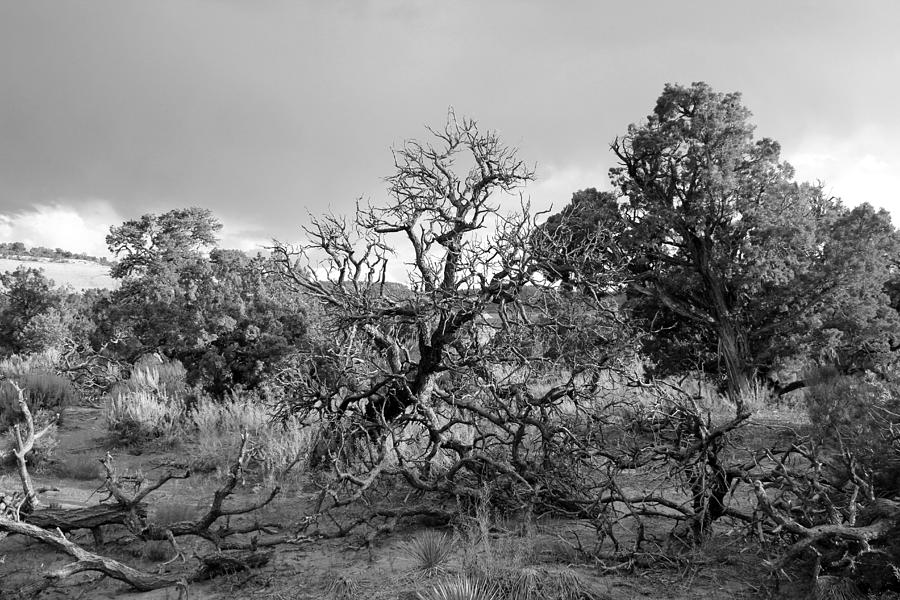 Colorado National Monument Landscape bw Photograph by Mary Bedy