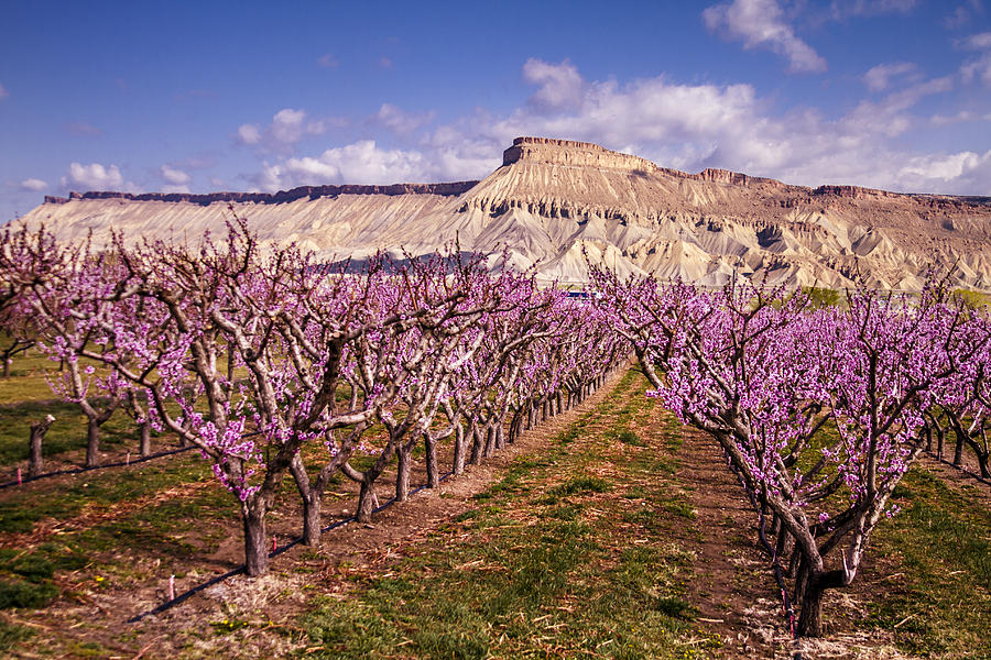 Spring Photograph - Colorado Orchards in Bloom by Teri Virbickis
