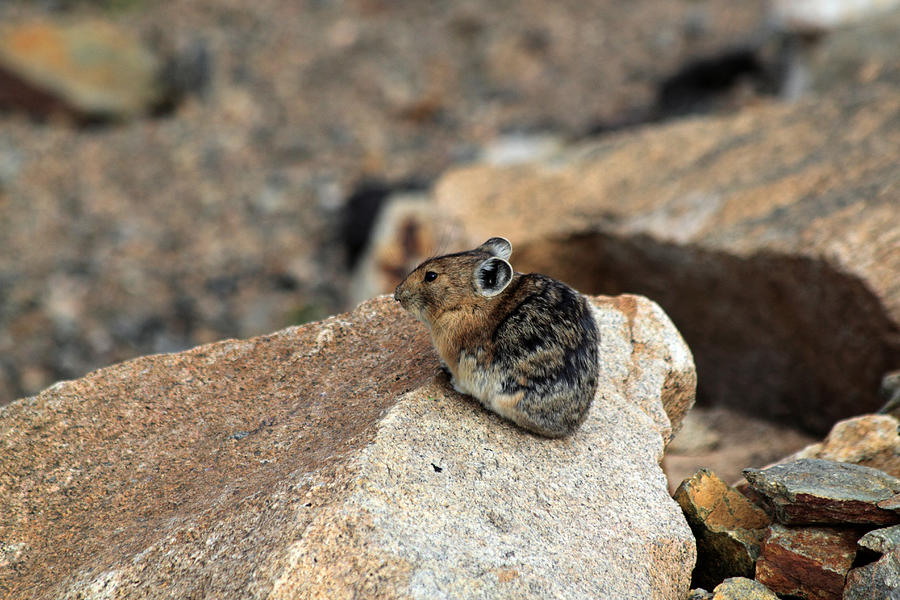 Colorado Pika Photograph by Shane Bechler