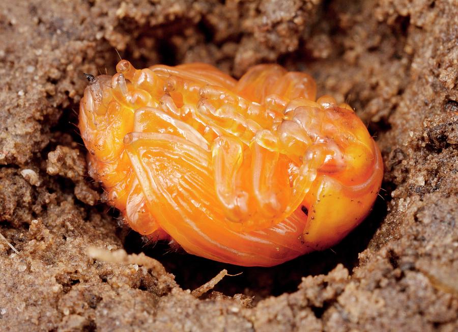 Colorado Potato Beetle Nymph Photograph by Pascal Goetgheluck/science ...