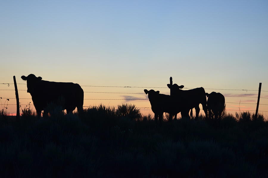 Colorado Cattle Silhouettes Photograph by Clarice Lakota