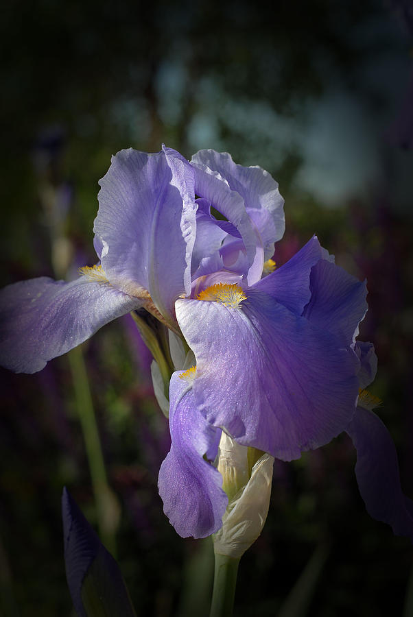 Colorado Purple Iris Photograph by Susan Moody