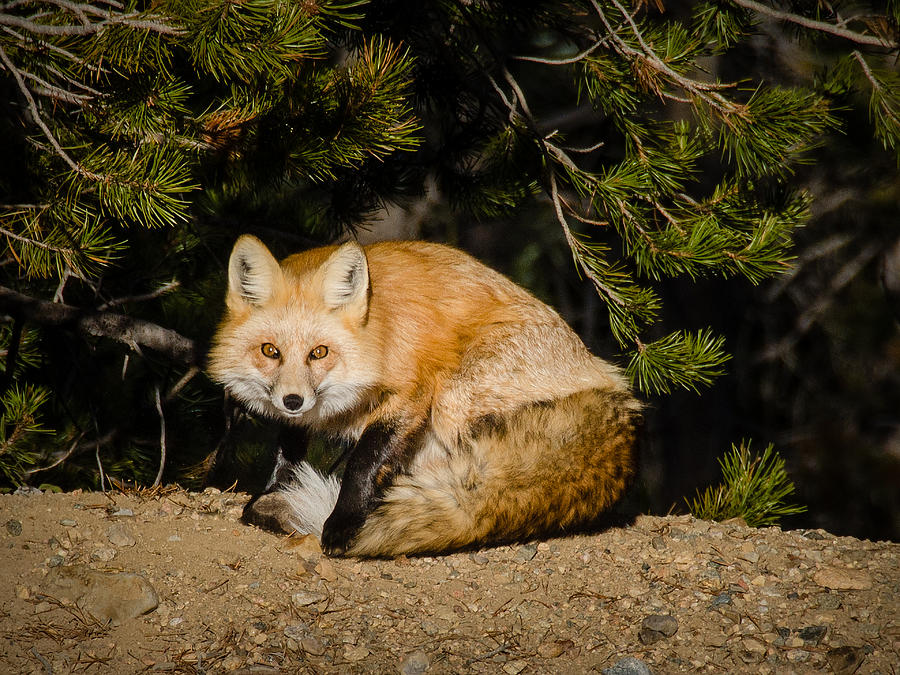 Colorado Red Fox Photograph by Jennifer Kano