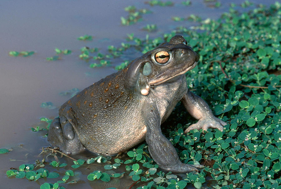 Colorado River Toad Photograph by Karl H. Switak