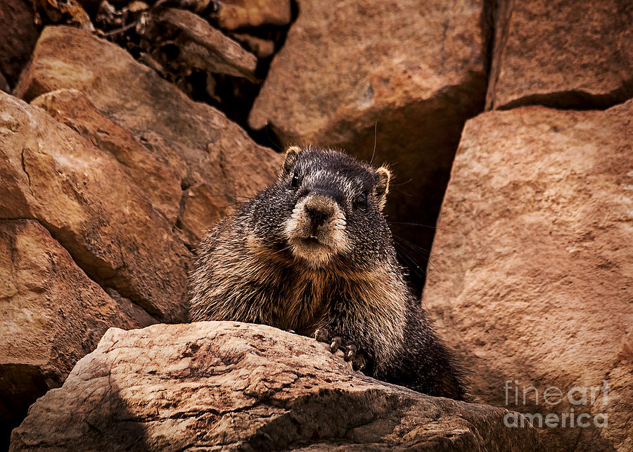 Colorado Rock Marmot Photograph by Janice Pariza