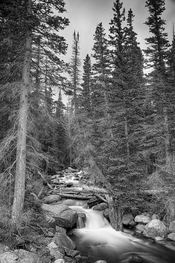 Colorado Rocky Mountain Flowing Stream BW Photograph by James BO Insogna