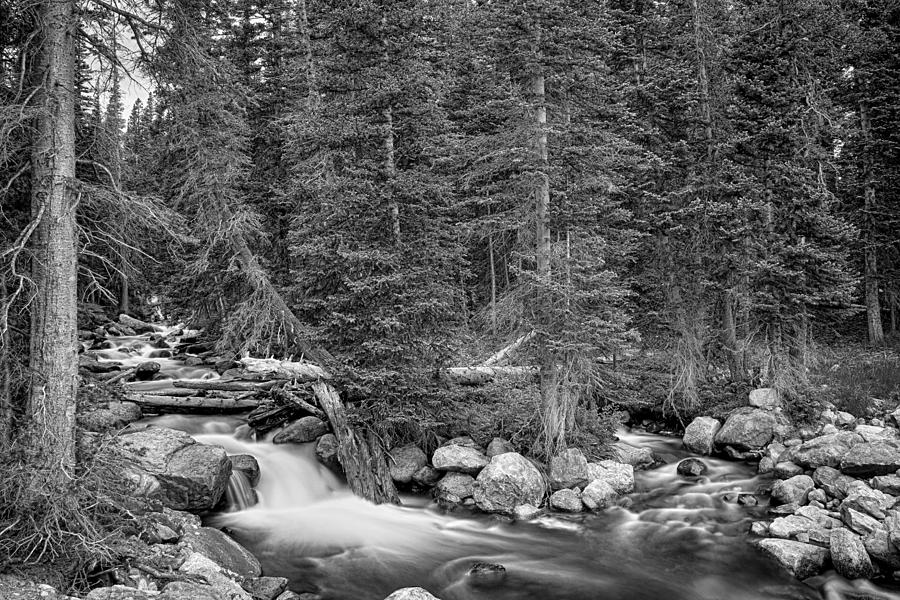 Colorado Rocky Mountain Forest Stream Bw Photograph