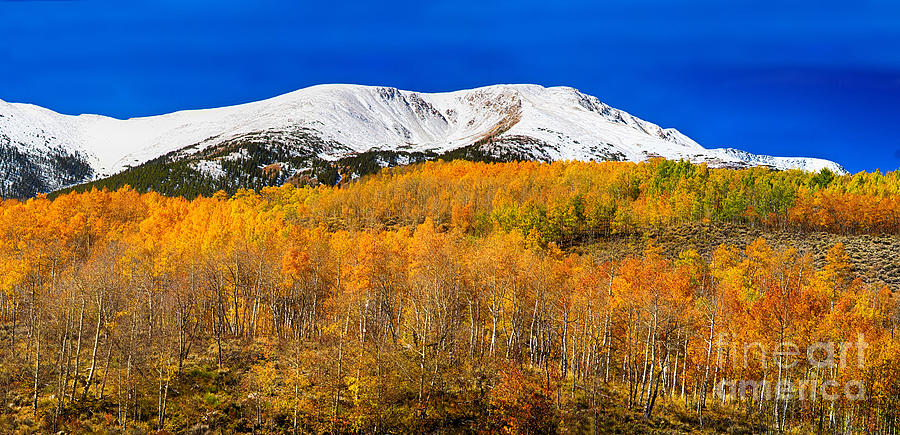 Tree Photograph - Colorado Rocky Mountain Independence Pass Autumn Pano 2 by James BO Insogna